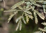 Vachellia hebeclada