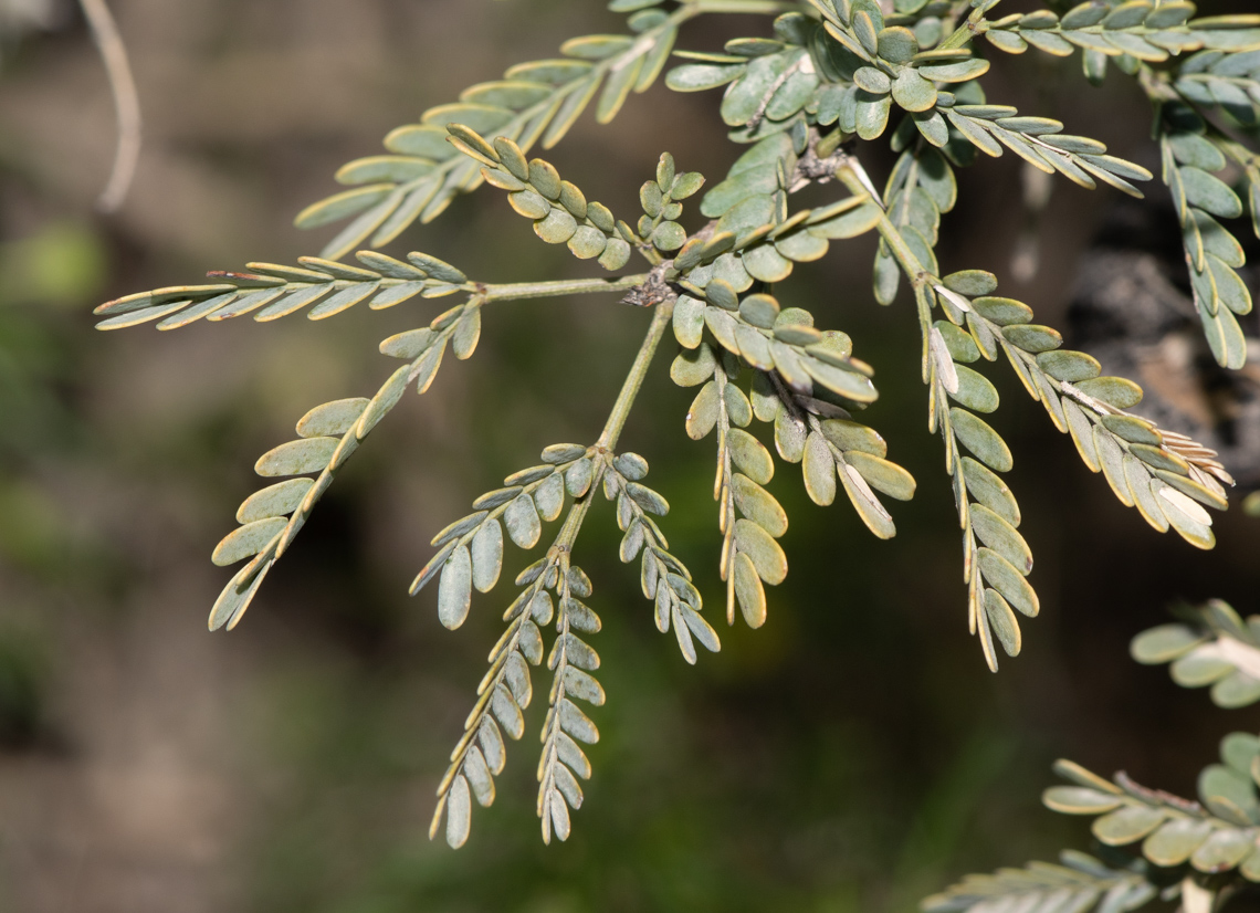 Изображение особи Vachellia hebeclada.