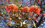 Erythrina abyssinica