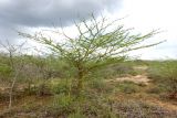 Vachellia zanzibarica