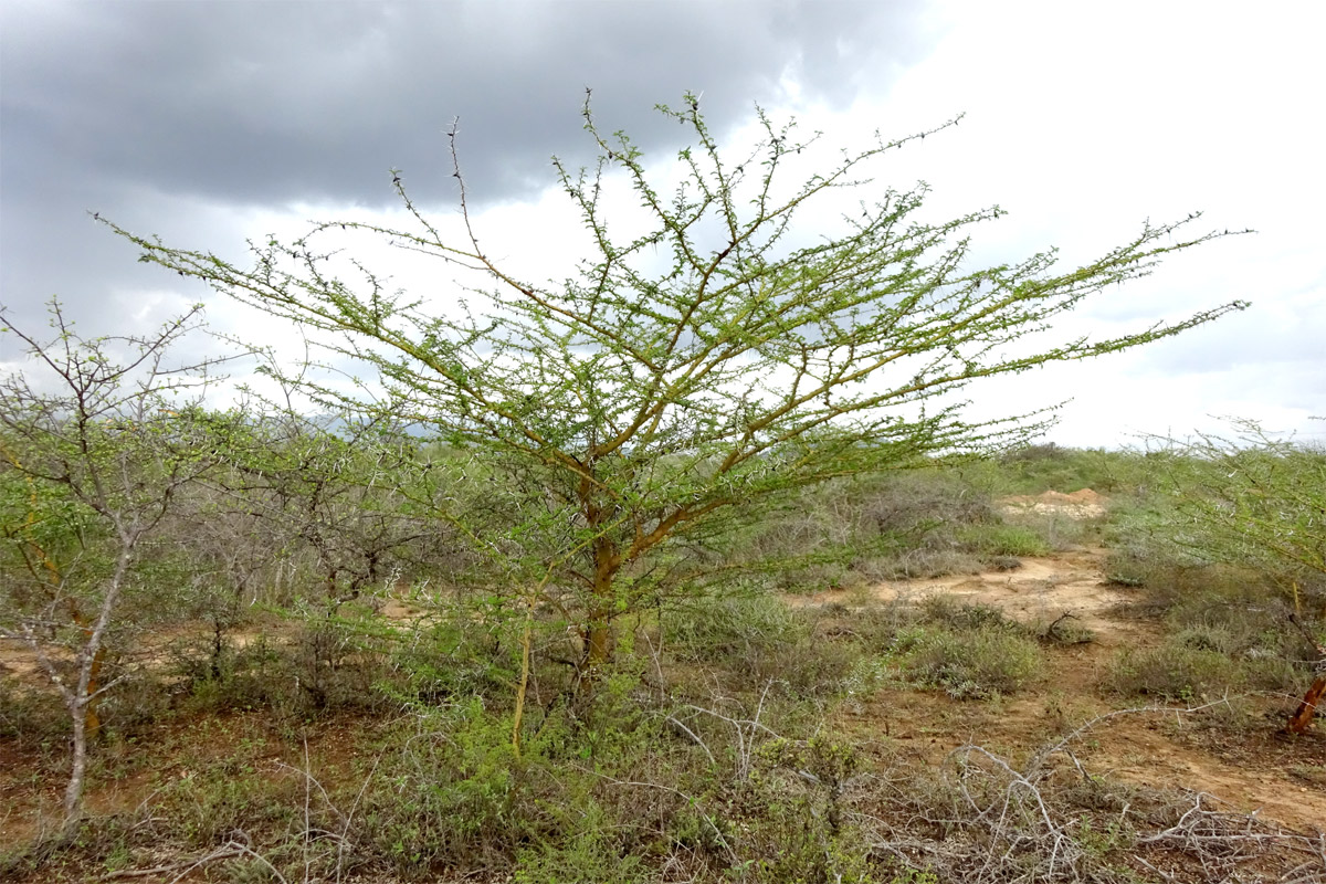 Изображение особи Vachellia zanzibarica.