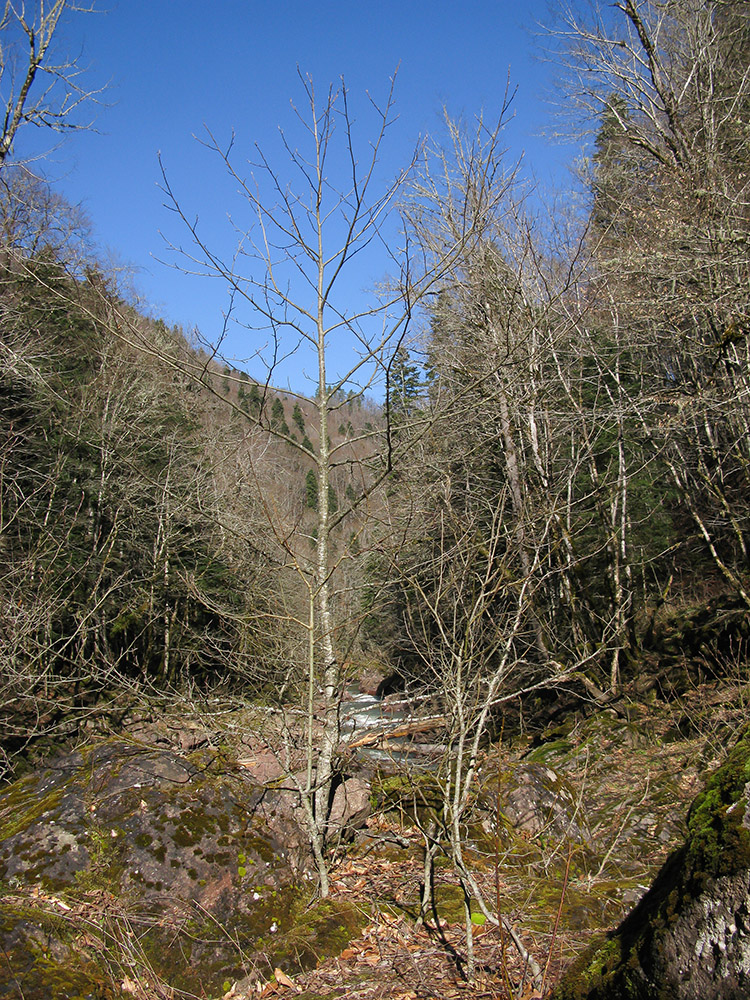 Image of Sorbus torminalis specimen.