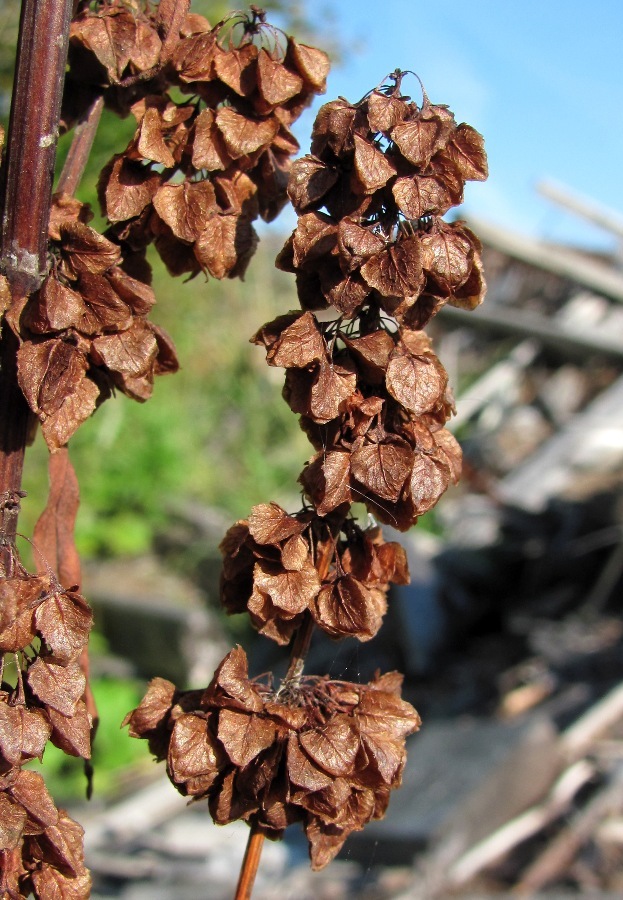 Image of Rumex aquaticus specimen.