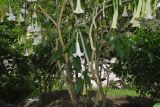 Brugmansia arborea