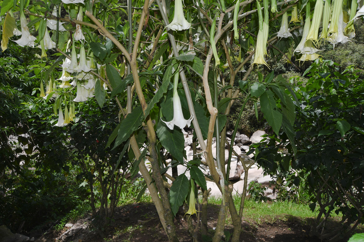 Изображение особи Brugmansia arborea.