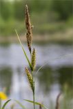 Carex riparia