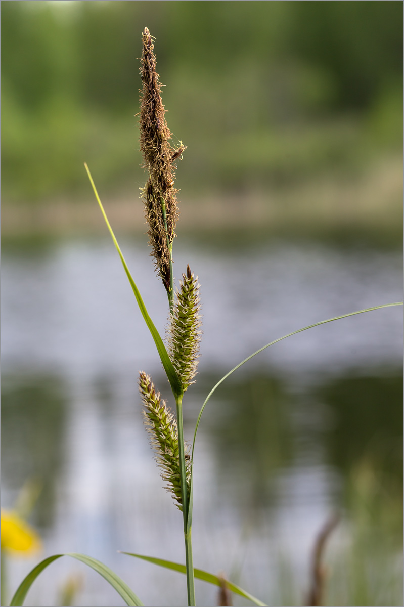 Изображение особи Carex riparia.