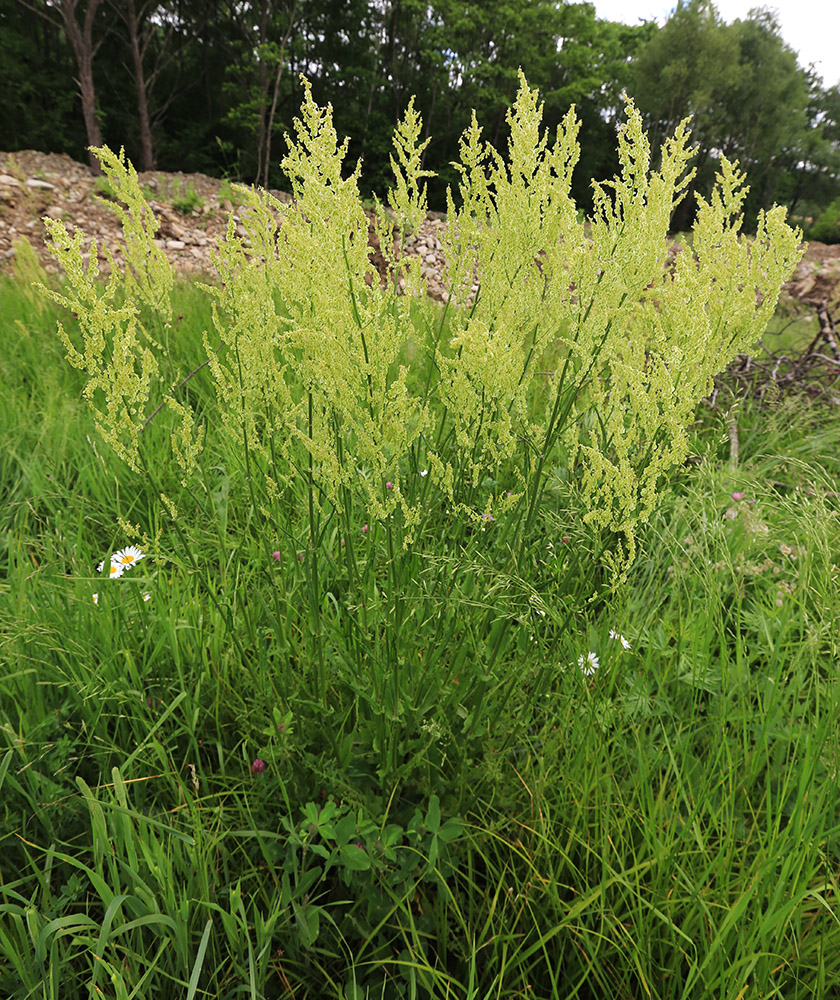 Изображение особи Rumex acetosa.