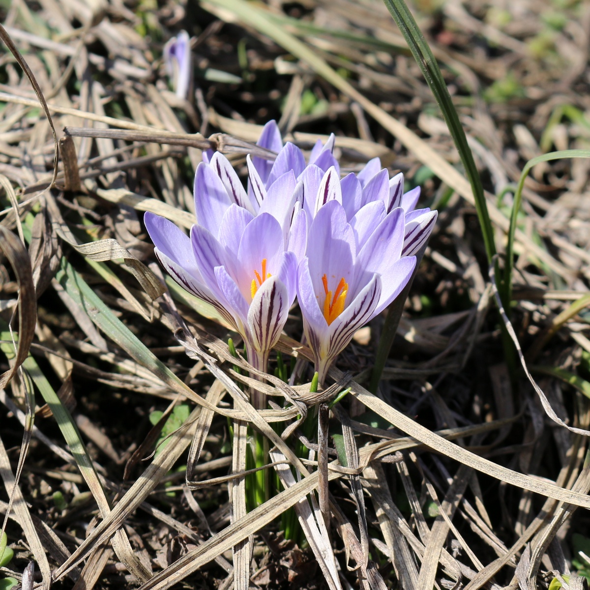 Image of Crocus reticulatus specimen.