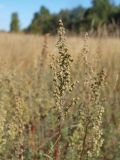 Artemisia pontica