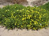 Ononis natrix subspecies ramosissima. Цветущее растение. Греция, о. Родос, окр. мыса Прасониси, песчаный берег Средиземного моря. 9 мая 2011 г.