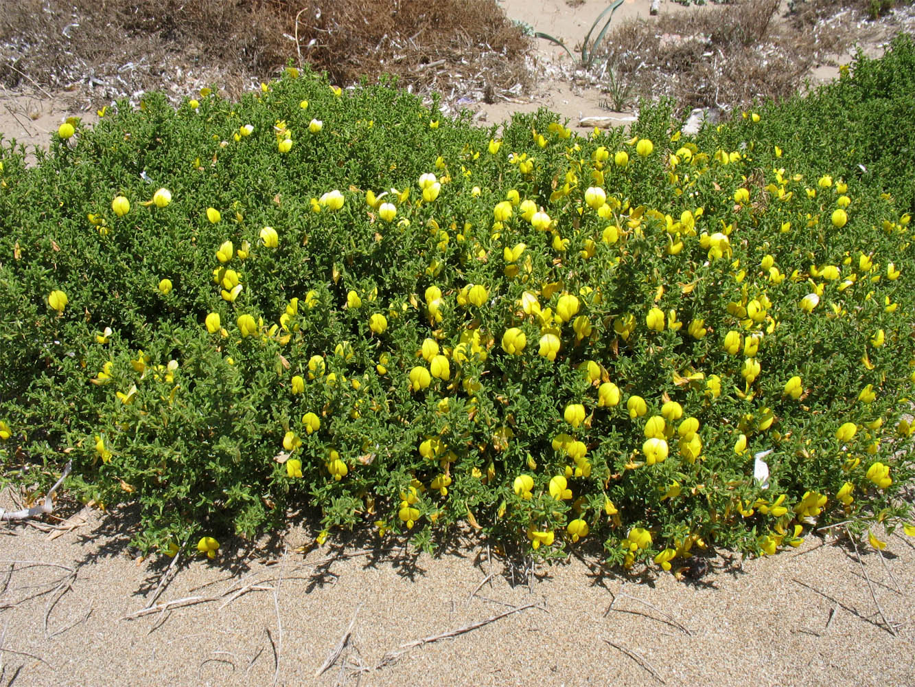 Image of Ononis natrix ssp. ramosissima specimen.