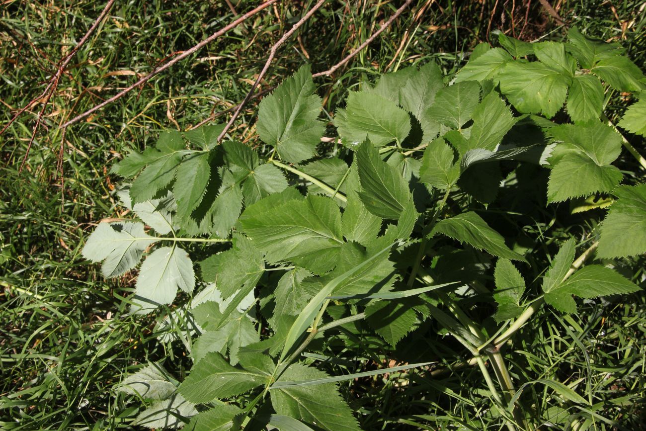 Изображение особи Archangelica officinalis.