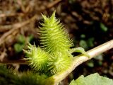 Xanthium orientale