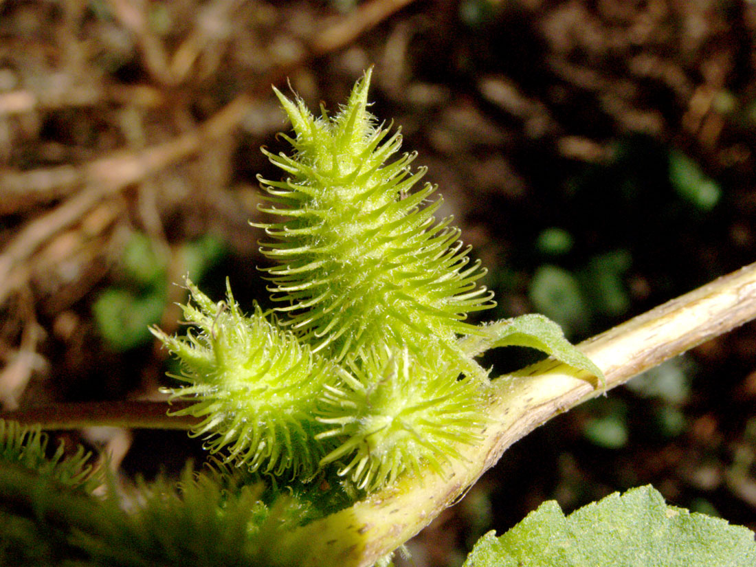 Изображение особи Xanthium orientale.