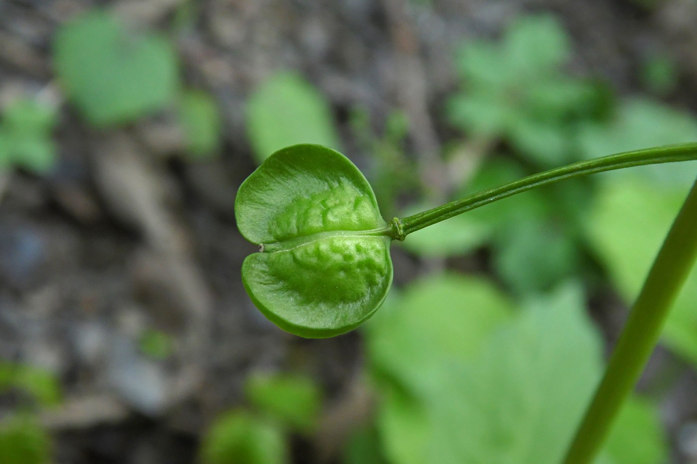 Image of Pachyphragma macrophyllum specimen.