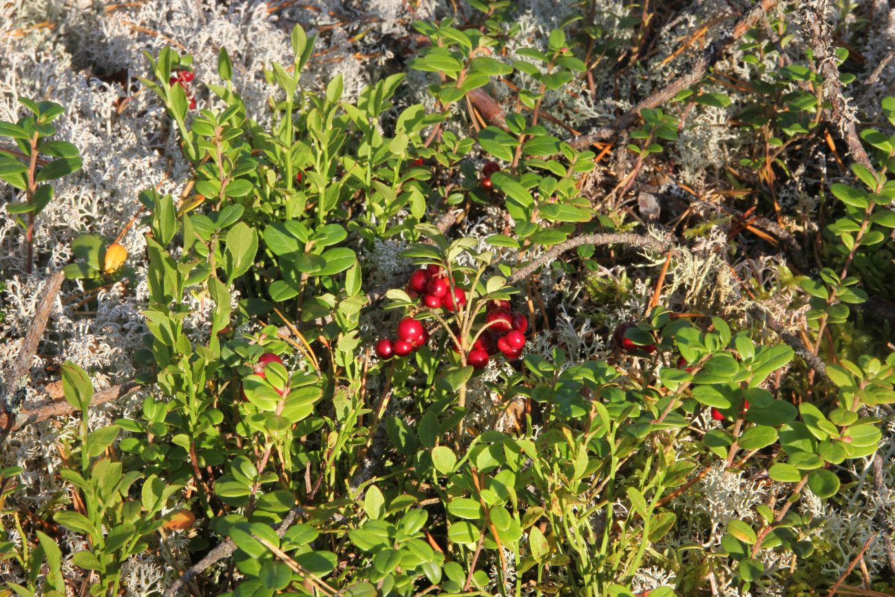 Изображение особи Vaccinium vitis-idaea.