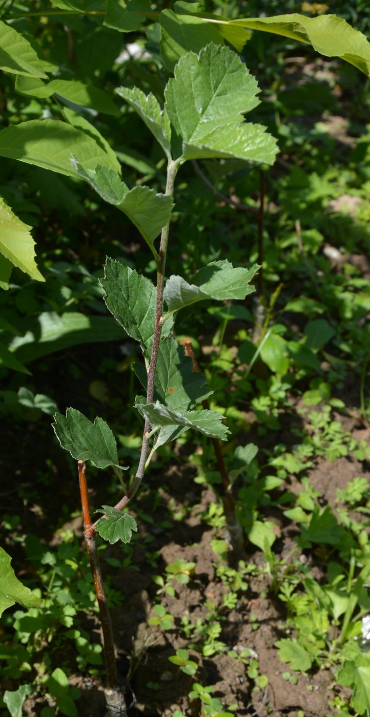 Image of Sorbus persica specimen.