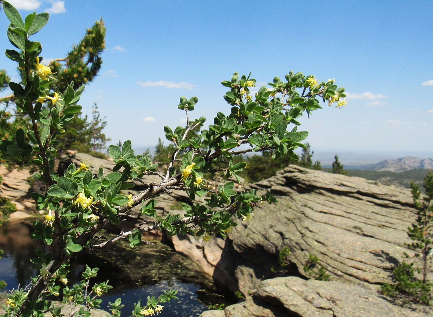 Image of Lonicera microphylla specimen.