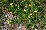 Lathyrus aphaca