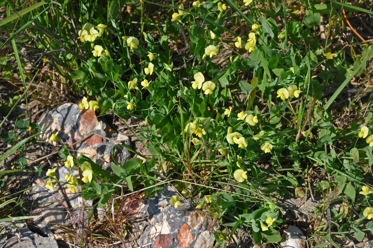 Изображение особи Lathyrus aphaca.