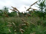 Bromopsis inermis