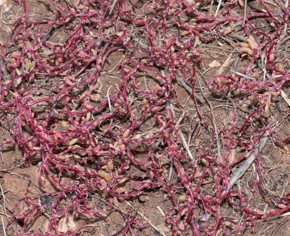 Image of Sedum microcarpum specimen.