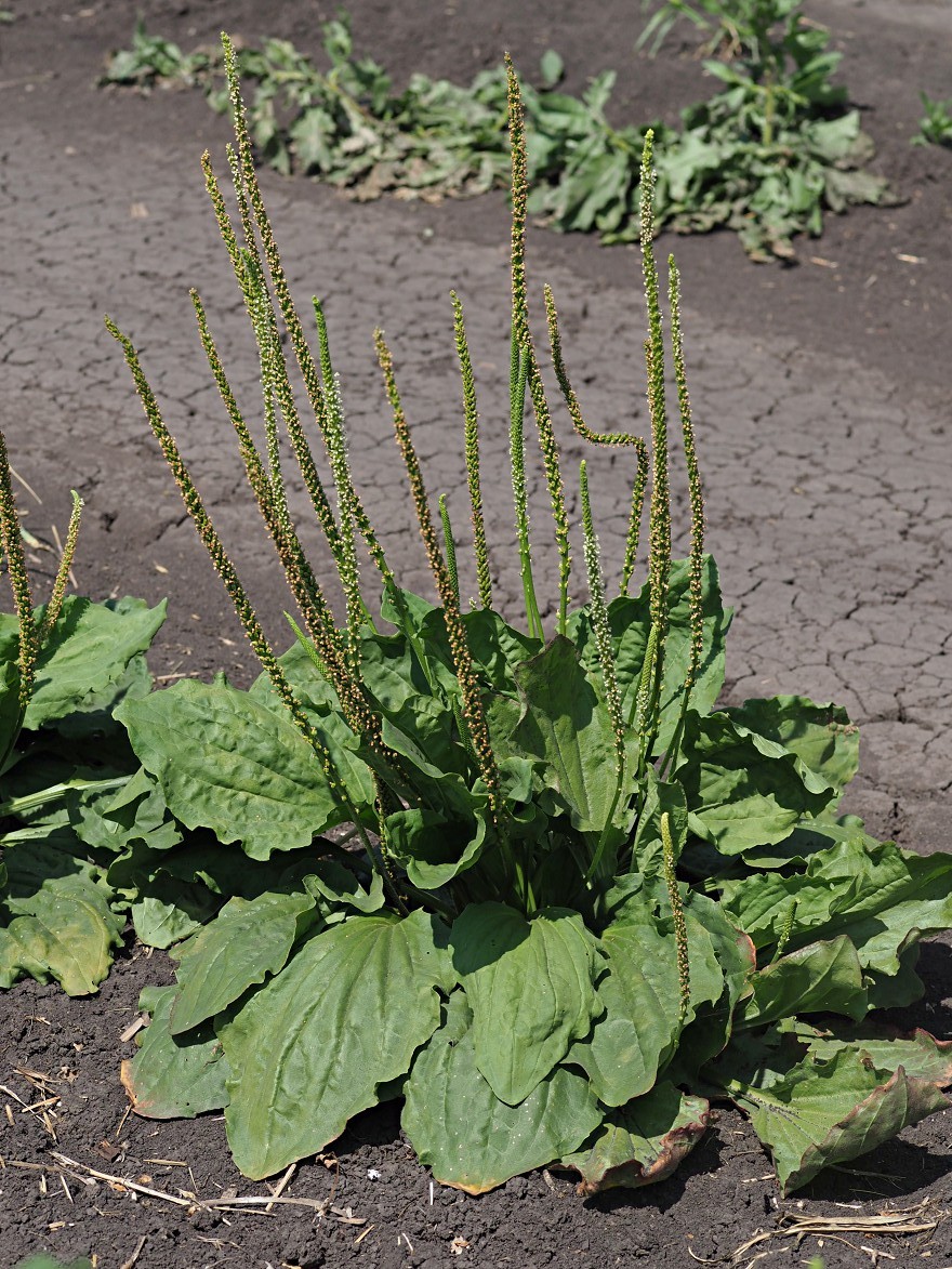 Изображение особи Plantago major.