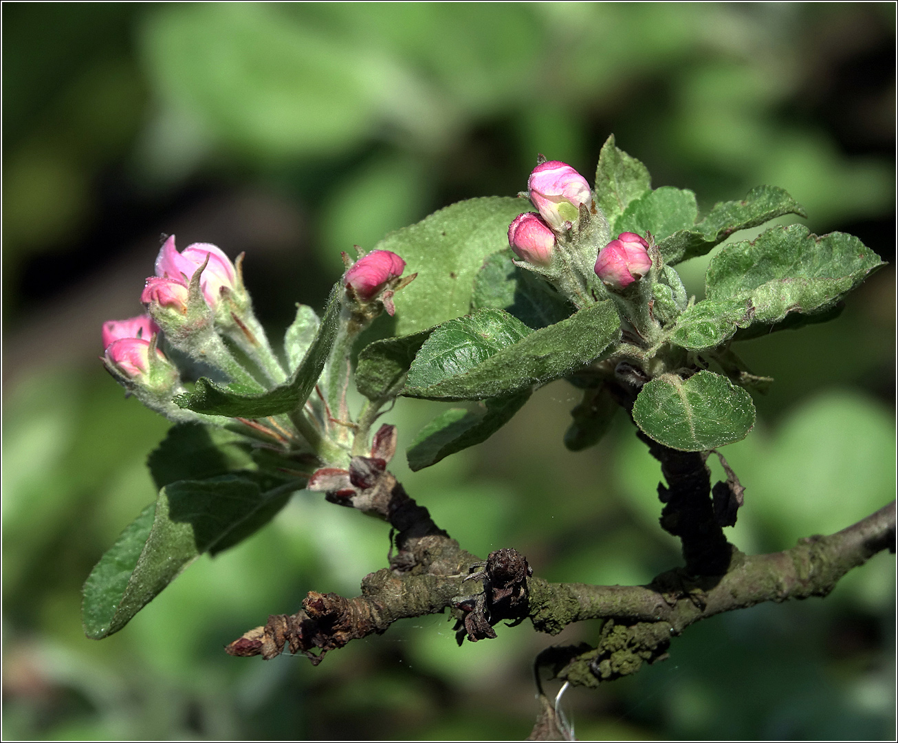 Изображение особи Malus domestica.