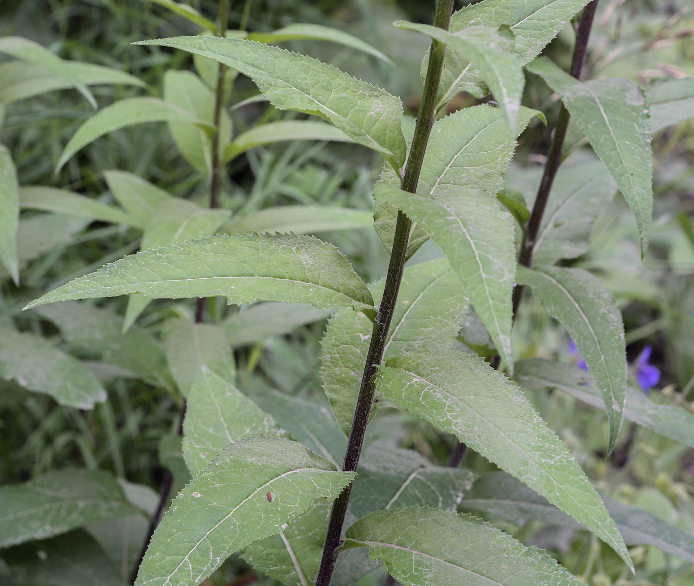 Image of Senecio nemorensis specimen.