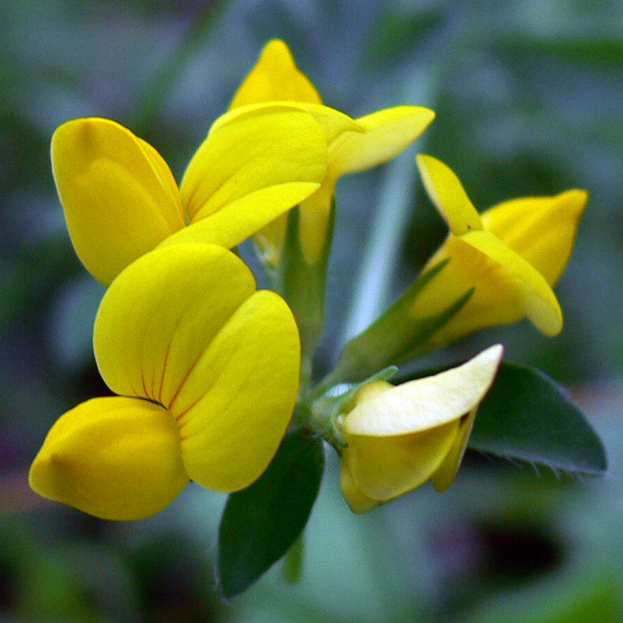 Image of genus Lotus specimen.