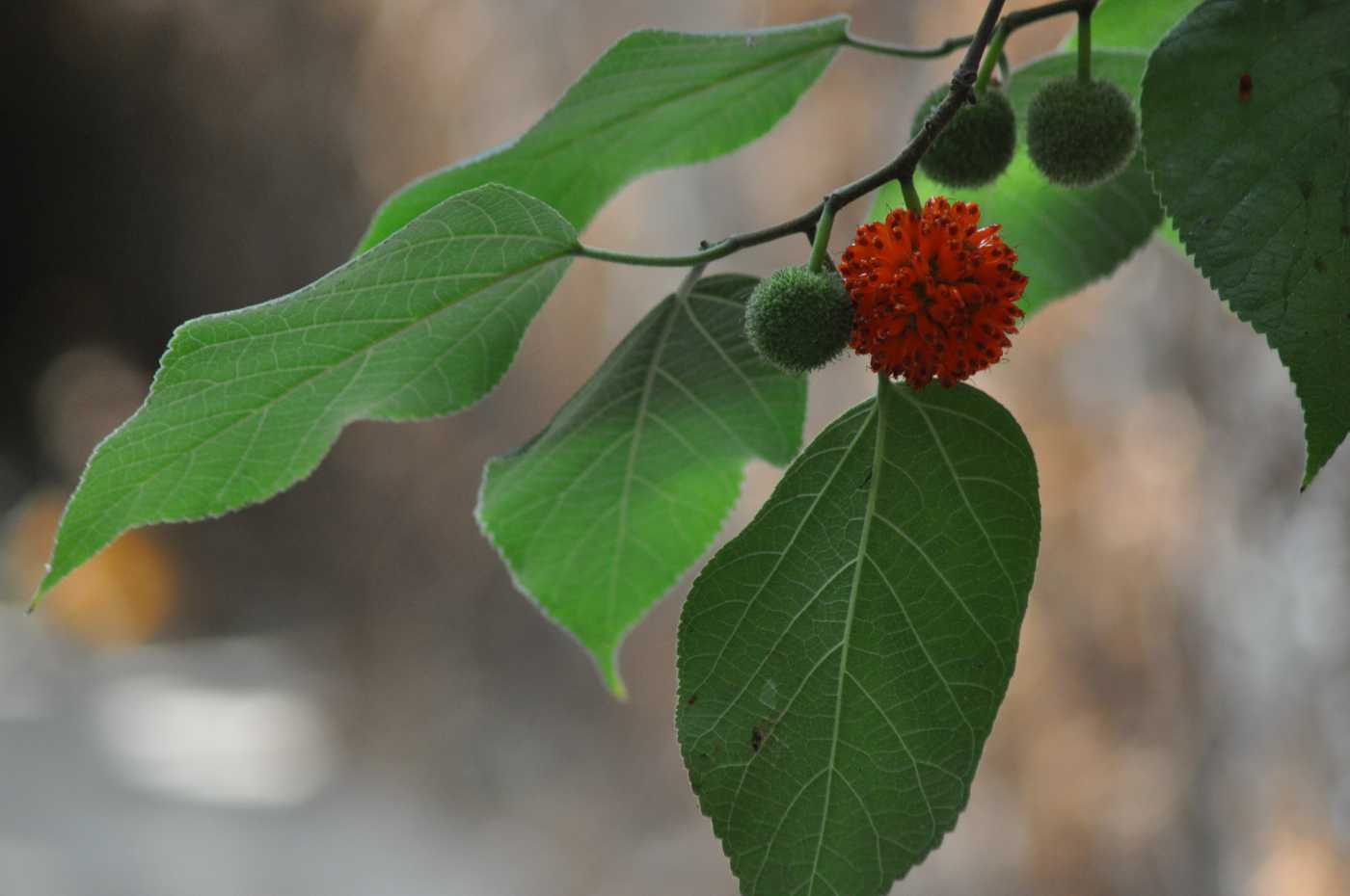 Image of Broussonetia papyrifera specimen.