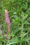 Orobanche pubescens