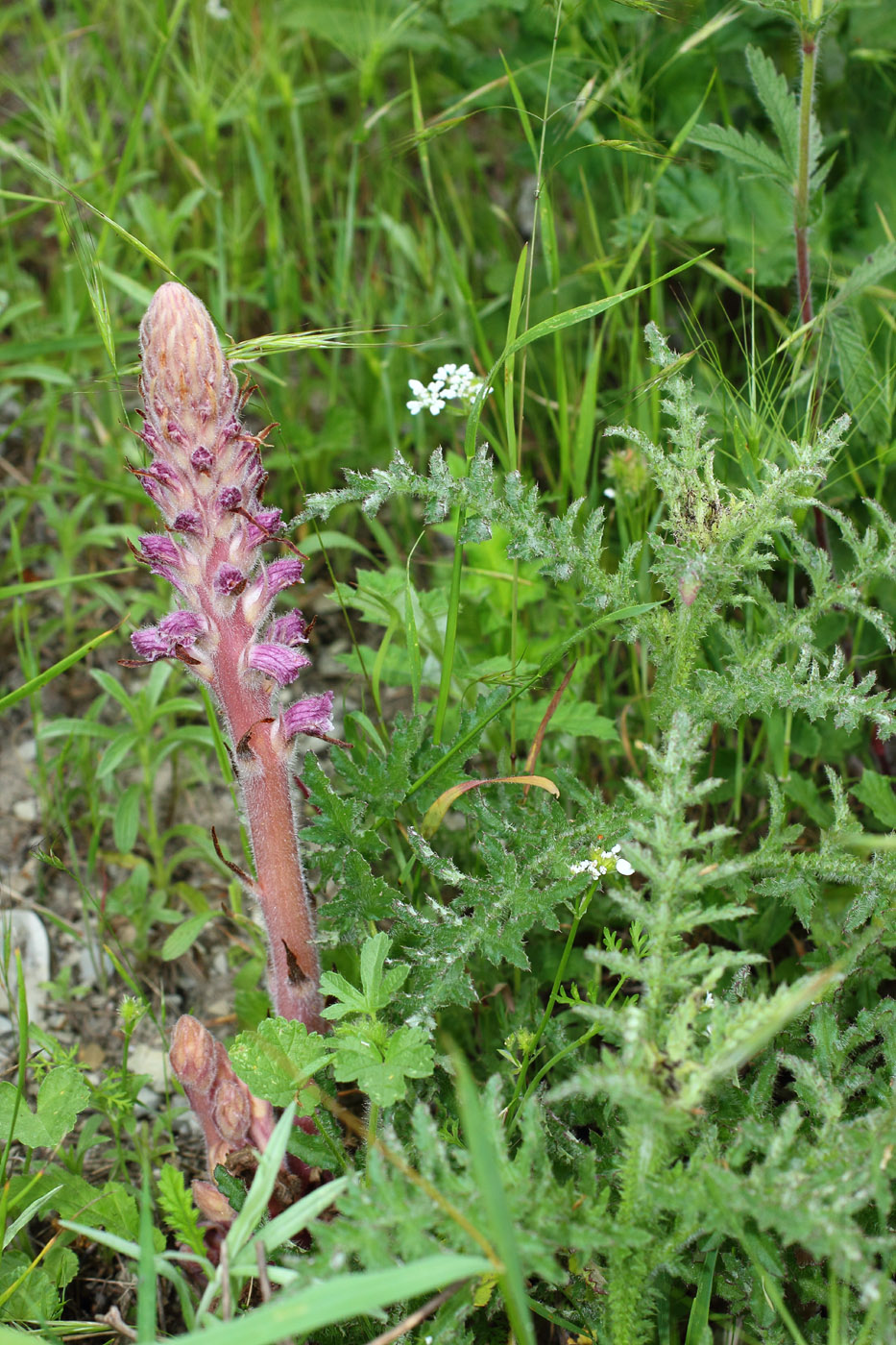 Изображение особи Orobanche pubescens.