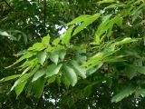 Fraxinus mandshurica