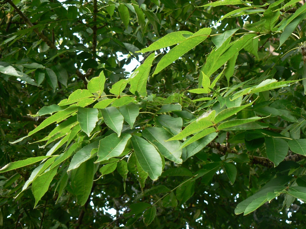 Изображение особи Fraxinus mandshurica.