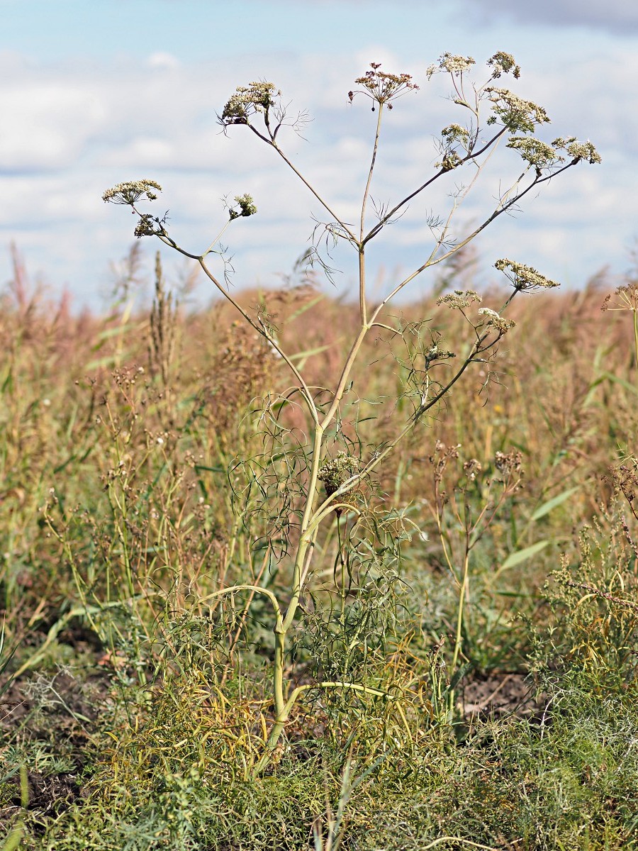 Изображение особи Cenolophium fischeri.