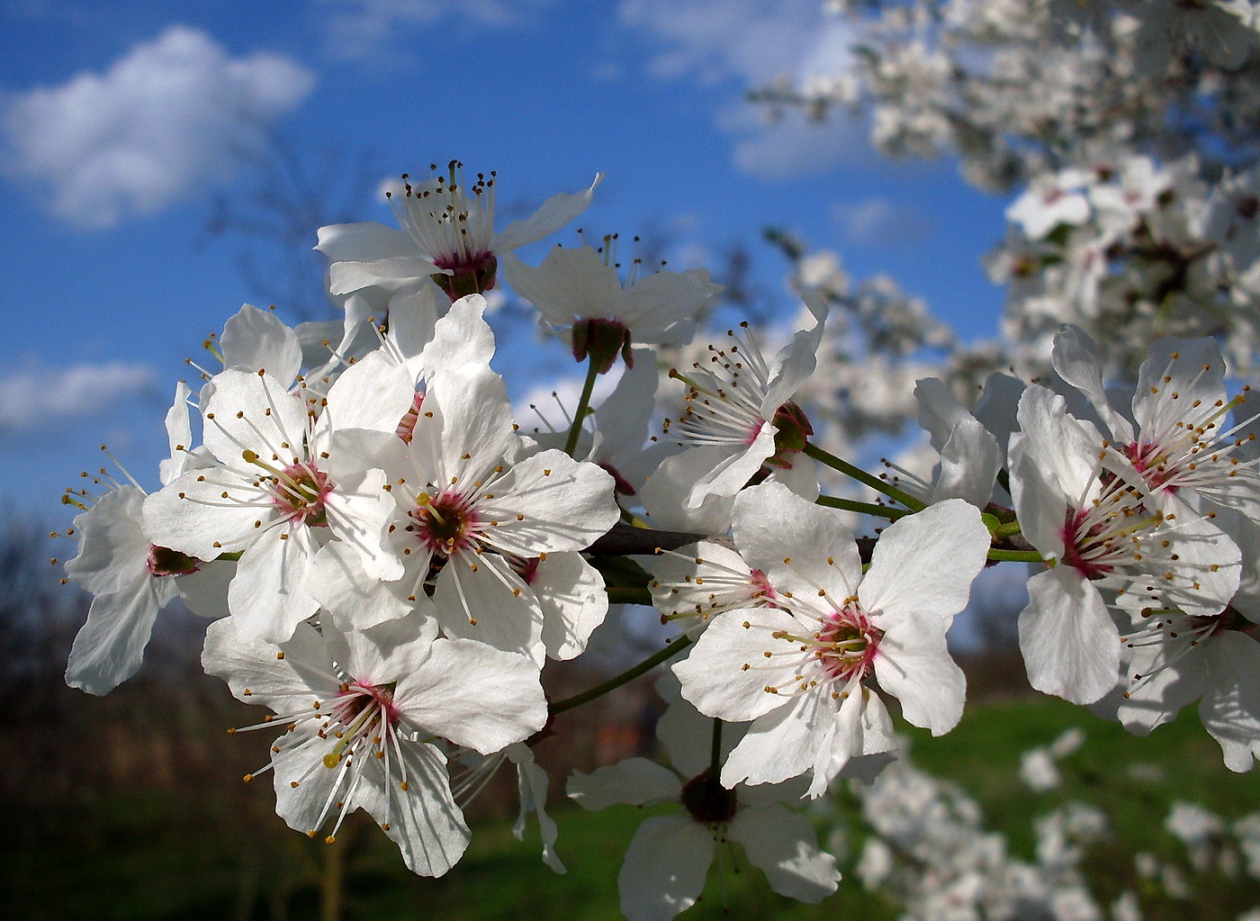 Image of Prunus cerasifera specimen.