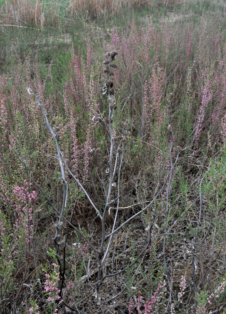 Image of Xanthium orientale specimen.