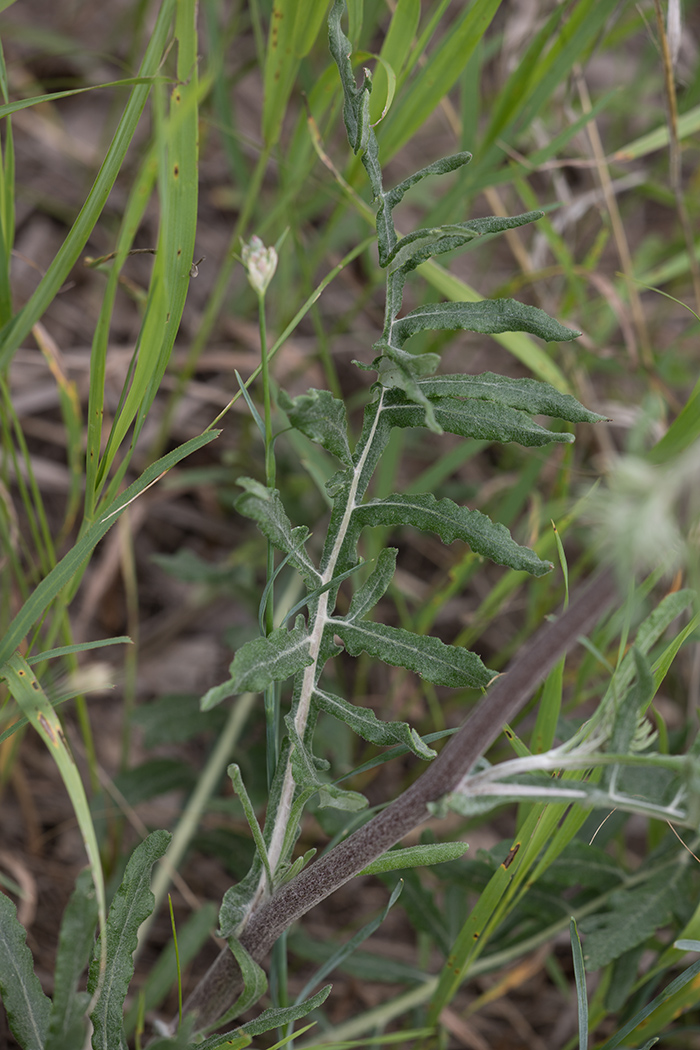 Image of genus Jurinea specimen.