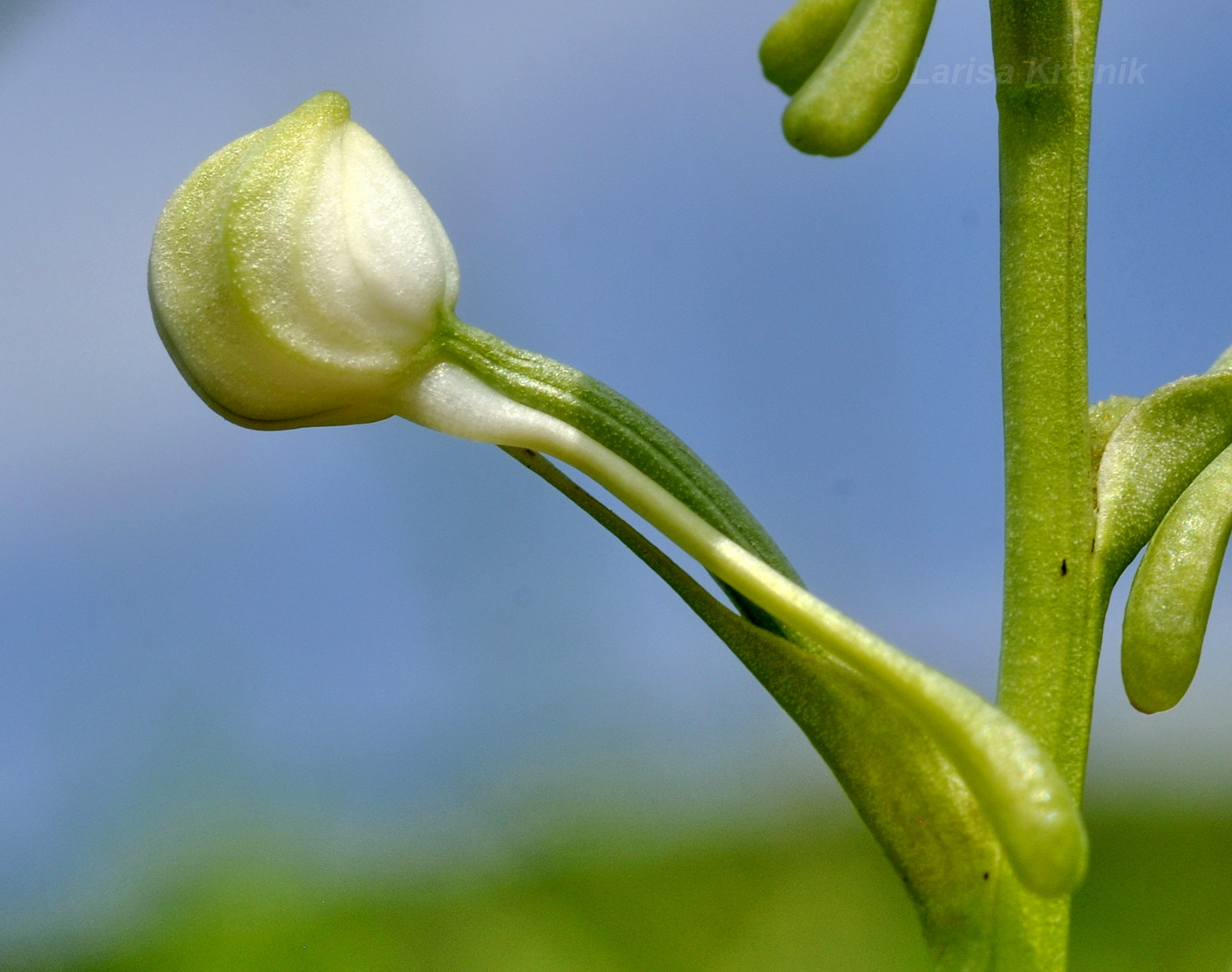 Image of Habenaria linearifolia specimen.