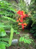 Caesalpinia pulcherrima