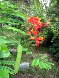 Caesalpinia pulcherrima. Ветвь цветущего растения с завязавшимся плодом. Китай, пр. Фуцзян. 7 октября 2010 г.