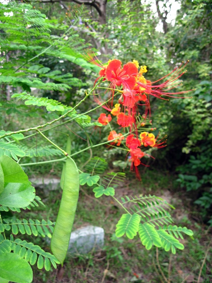 Image of Caesalpinia pulcherrima specimen.