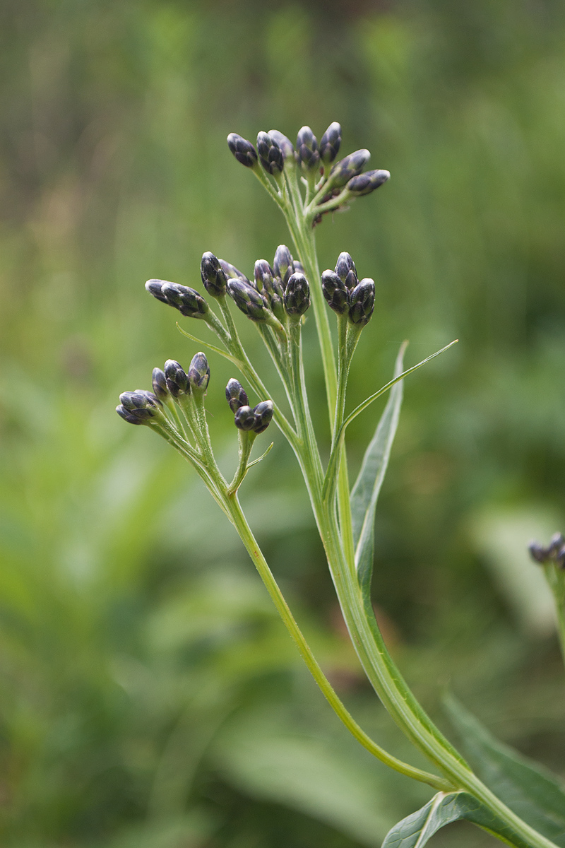 Image of Saussurea parviflora specimen.