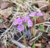 Primula farinosa