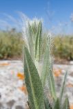genus Pilosella. Верхушка побега. Крым, Керченский п-ов, Ленинский р-н, окр с. Осовины, мыс Газан, верхняя терраса приморского склона, степь. 28.05.2021.