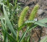 Setaria pumila