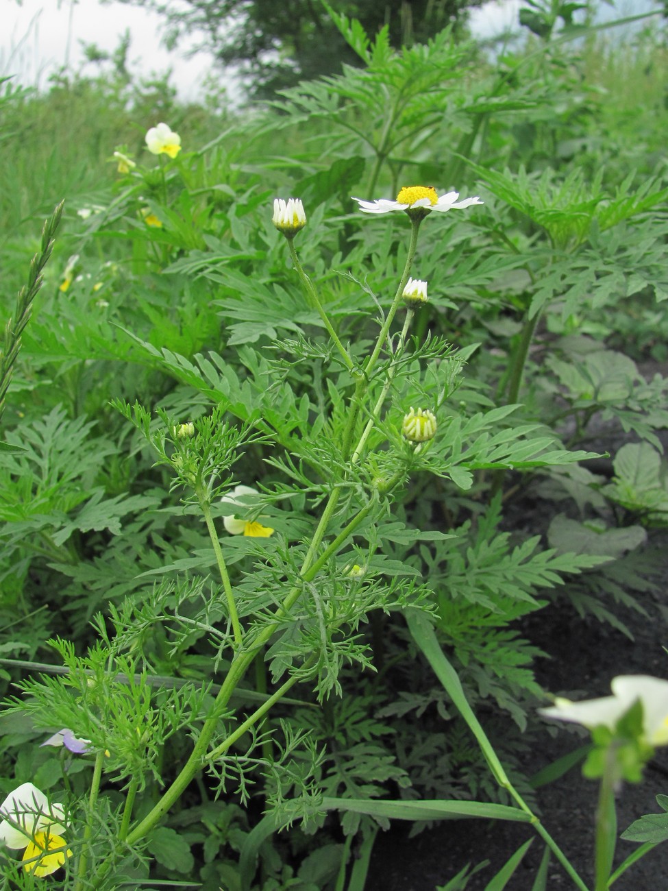 Изображение особи Anthemis cotula.