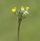 Linaria simplex. Соцветие с цветками и завязавшимся плодом. Азербайджан, Шекинский р-н. 18.04.2010.